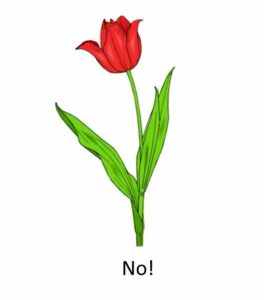 A red tulip with the word "No" underneath it.